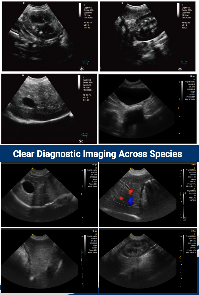 Veterinary ultrasound diagnostic imaging