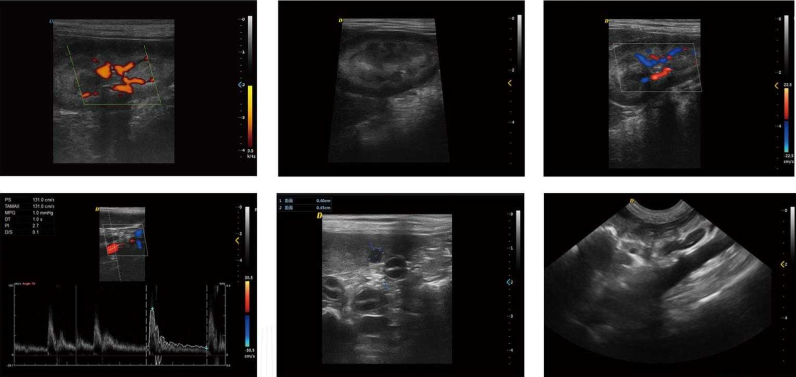 Veterinary ultrasound clinical image