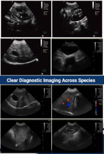 Entry-Level Veterinary Ultrasound with Color Doppler for Pets & Farm Animals