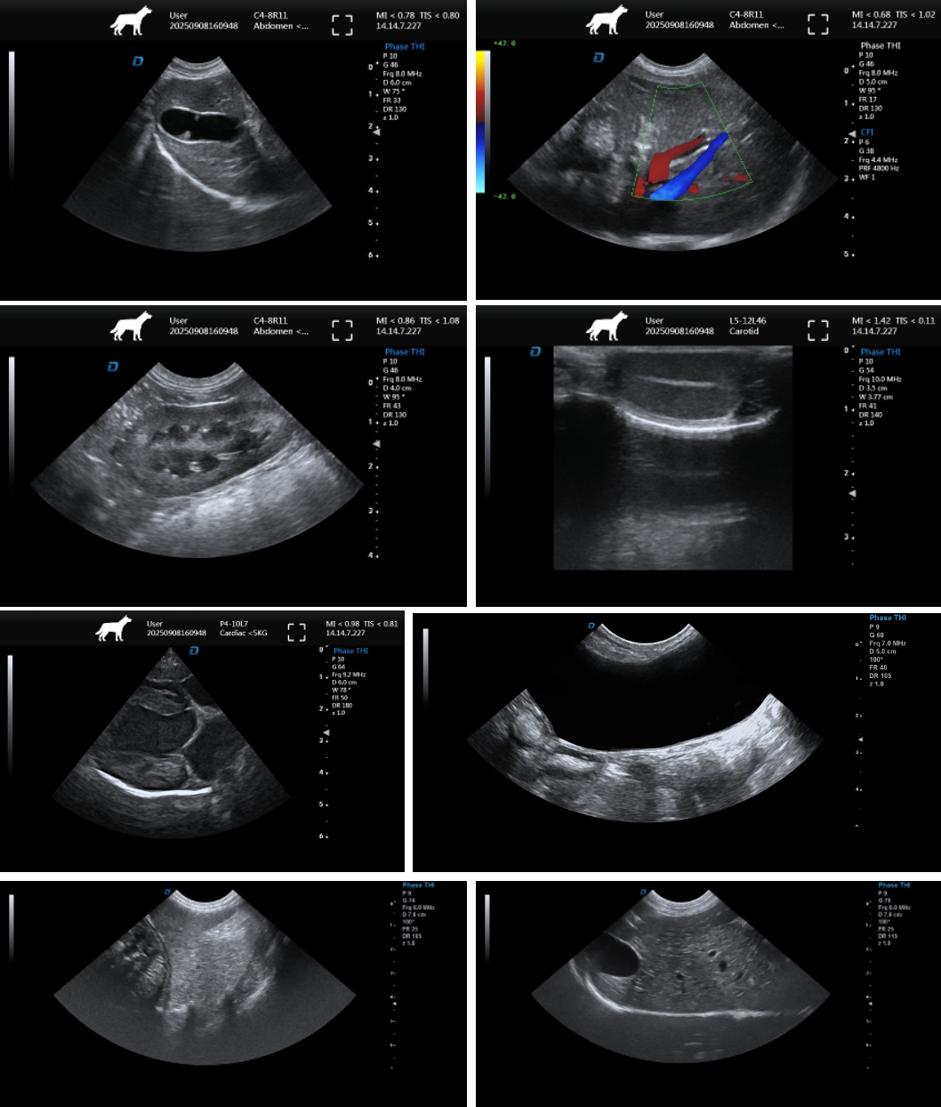 Veterinary cardiac ultrasound imaging with color Doppler assessment