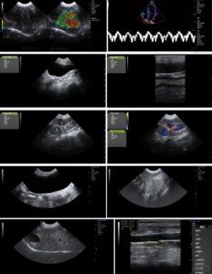 APV-8T Advanced Veterinary Ultrasound System with Doppler, Elastography, and TDI for Cardiac and Abdominal Imaging 6