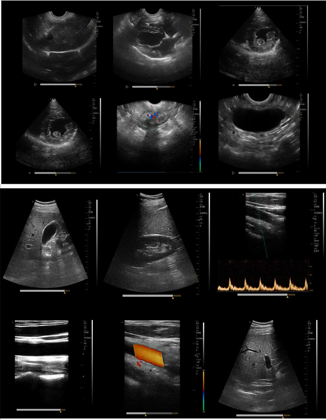 Wireless Handheld Color Doppler Veterinary Ultrasound Imaging Example