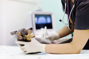 veterinarian performing an ultrasound on a small dog