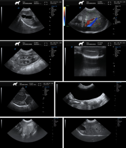 Best Portable Veterinary Ultrasound Machine with Color Doppler, Elastography, and Auto IMT