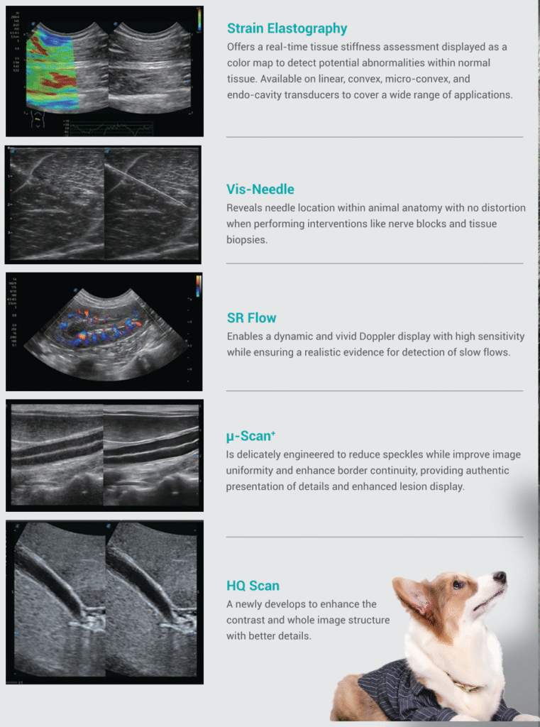 veterinarian performing abdominal ultrasound on a dog in clinic