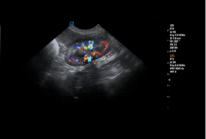 Color Doppler imaging of canine renal blood flow using linear probe