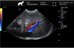 Liver – Color Flow Imaging (Micro-Convex Probe)