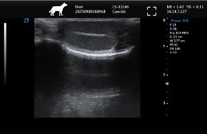 Testis – Linear Probe, Longitudinal View