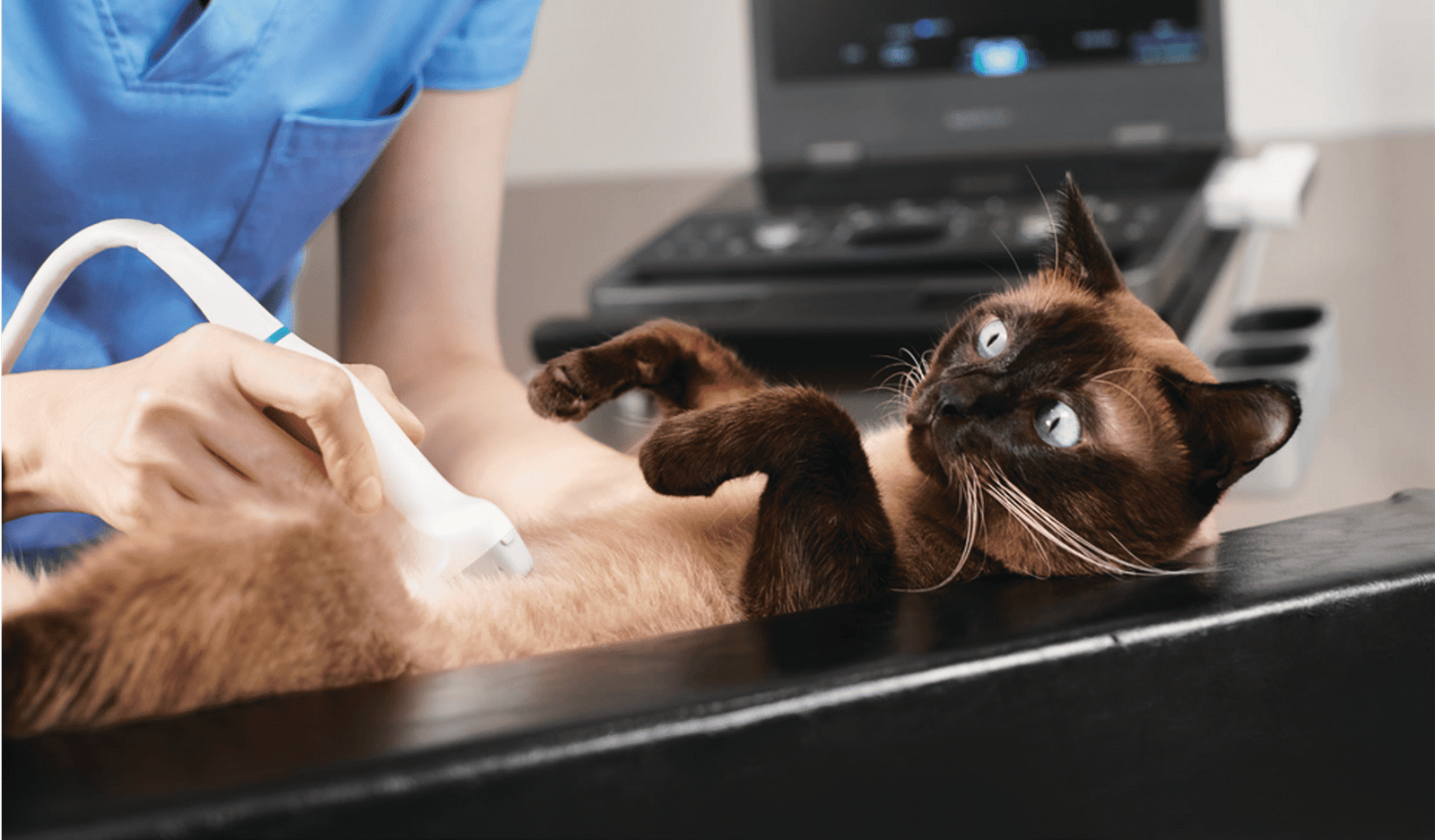 How to Order Veterinary Ultrasound Equipment